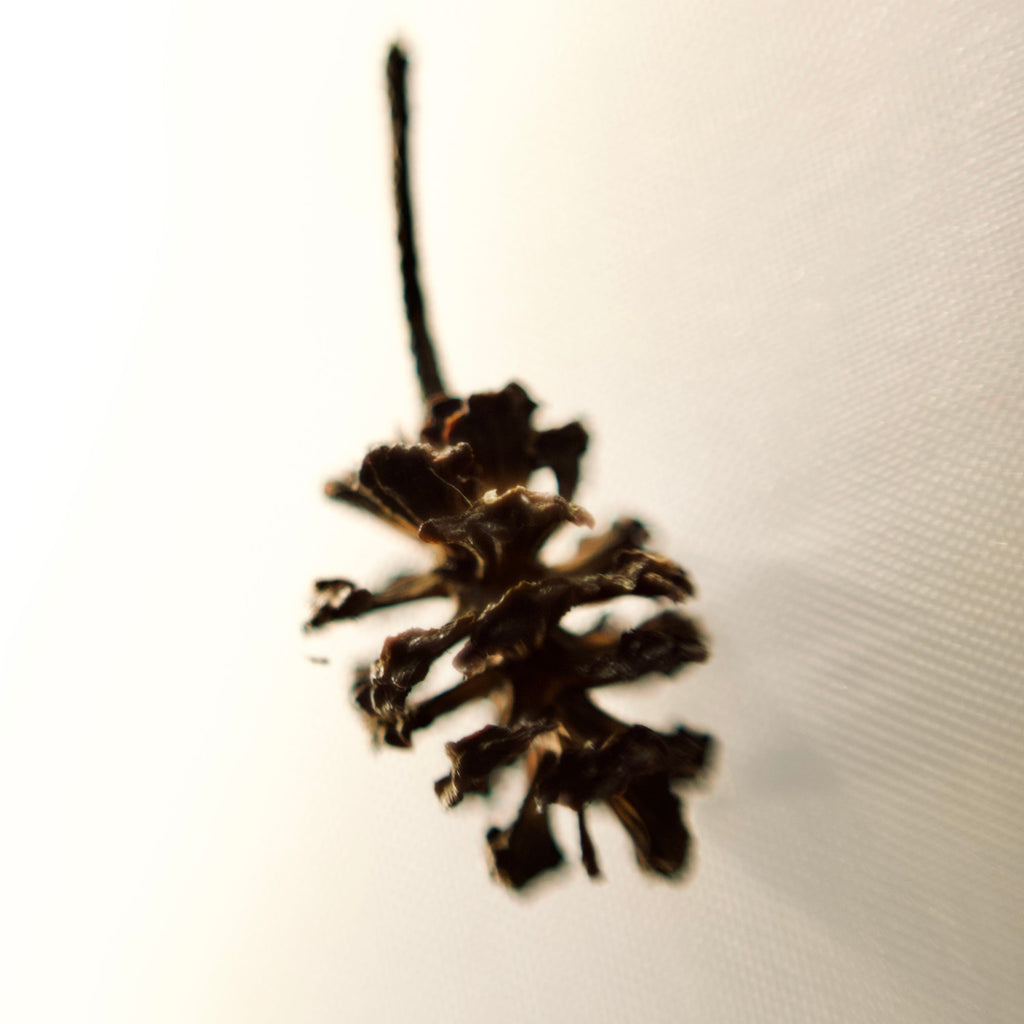 Alder cone